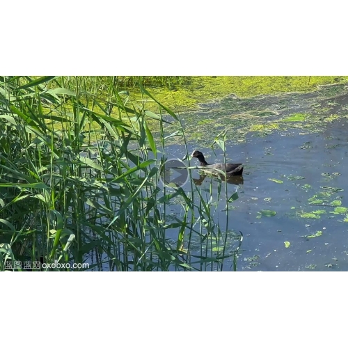 湿地池塘中的白骨顶鸡在湖水里游泳芦苇荡视频素材