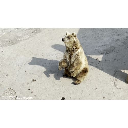 棕熊行走站立坐姿坐骑的棕熊视频素材