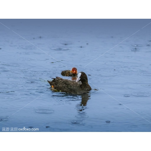 水中的骨顶鸡母子下雨水花阴雨天野生鸟类摄影素材