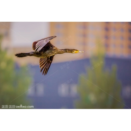 飞翔的鸬鹚野生鸟类摄影图片素材