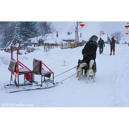 商用 商业 摄影 狗 爬犁 雪橇 带 皮 帽子 中国雪乡 旅游 东北 冰雪 飞雪 雪地 游乐园