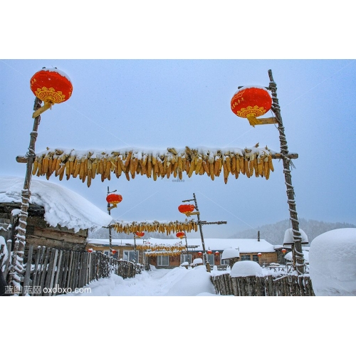 雪景 雪乡 大门 红灯笼 灯杆 篱笆 栅栏 玉米穗 厚厚的积雪 蓝天 农家院 瑞雪 冰封 摄影 素材