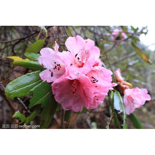 西藏 大杜鹃花 花卉摄影 山野 商用图片素材