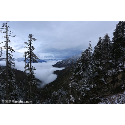 西藏 风景 风光 松树  云峰 云雾 冰山  雪山 商业摄影素材  商用图片