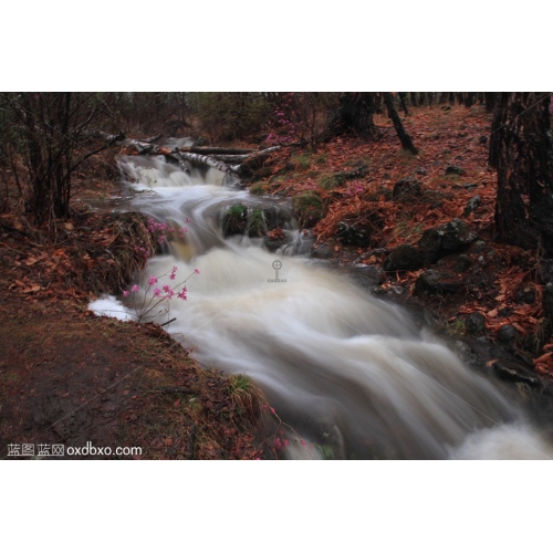 内蒙古 达尔滨湖 小溪 流水 丛林 慢镜头 丝滑 大草原 风情 风光 风景 商业摄影 商用素材