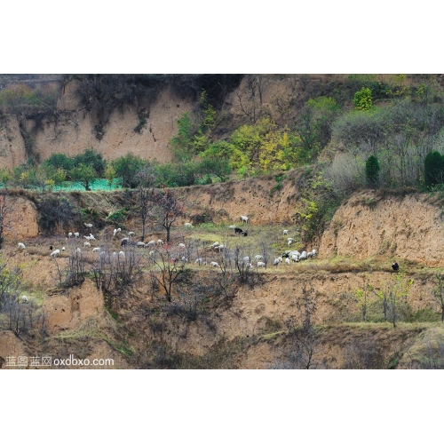 河南省三门峡 山坡 山丘 牧羊人 风景 风光 商业 摄影商用 图片 素材