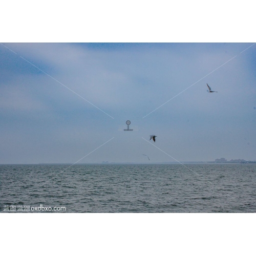 海阔天空海鸥飞翔摄影