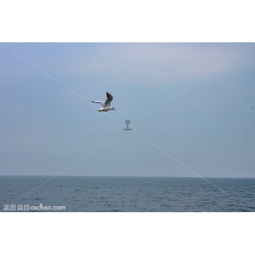 海鸥飞翔在大海上空