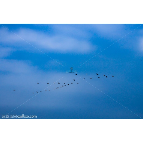 雁南飞天空摄影