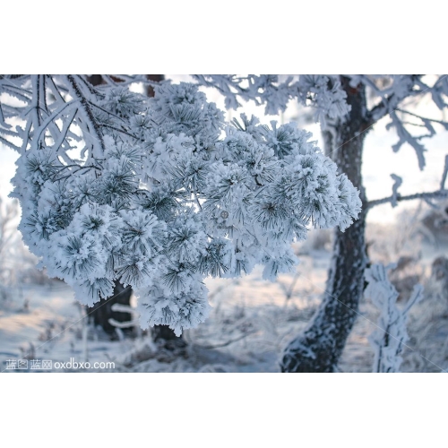 雾凇 松针 松树 枝 冬天 冬季 冰封雪地 