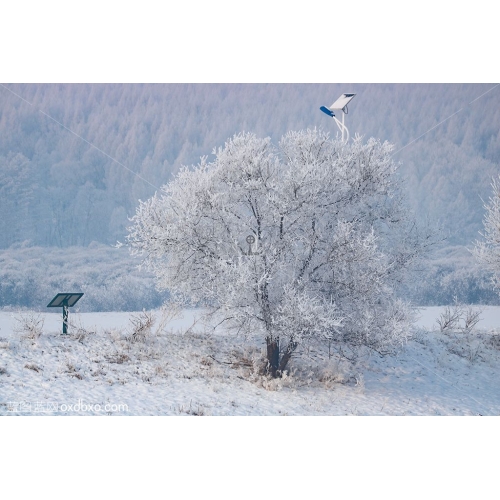 老榆树雾凇远山白雪皑皑