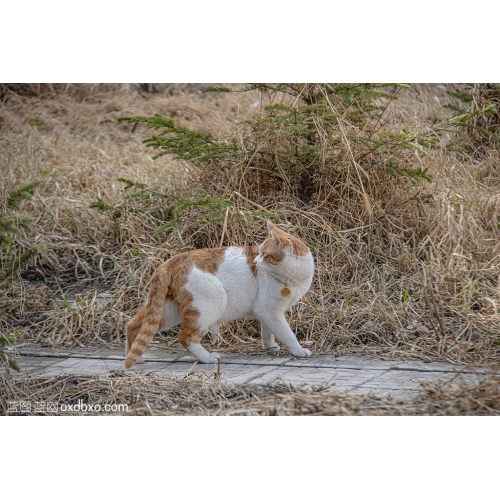 警觉的猫眯 小花猫 草丛 回头 猫咪 灵动 机灵