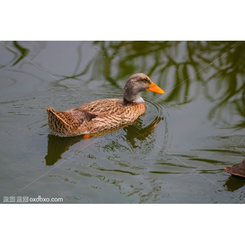 野鸭子商用欧喜东鸟类摄影素材绿头鸭母鸭