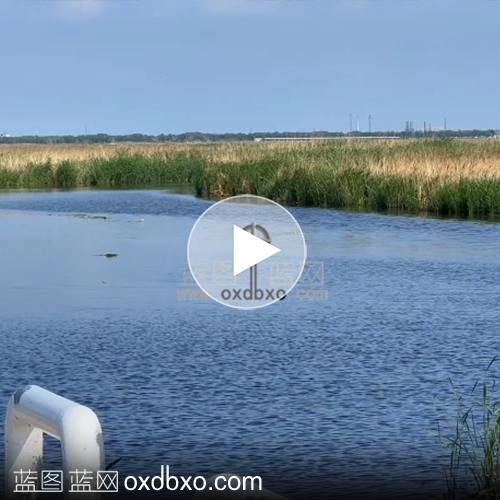 天空中飞翔的燕子视频素材湿地蓝天湖水视频素材