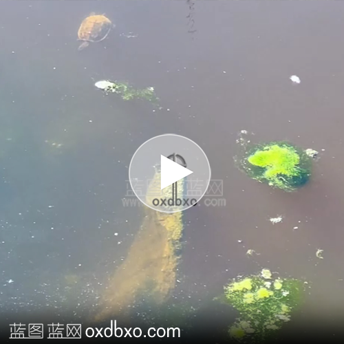 湖水中游过的小乌龟视频素材